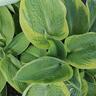 Hosta Tokudama Flavocircinalis