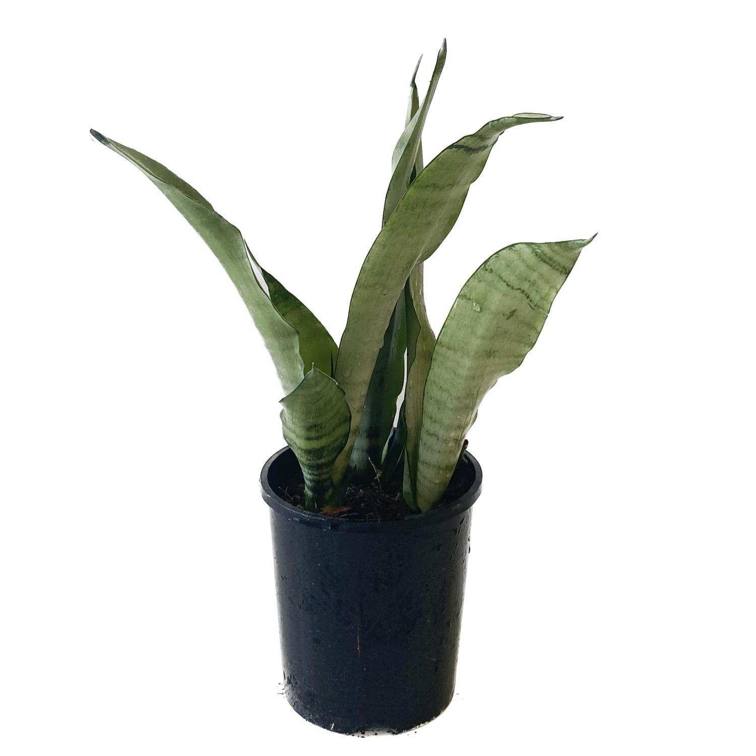 Sansevieria 'Snake Plant' Moonshine  14cm