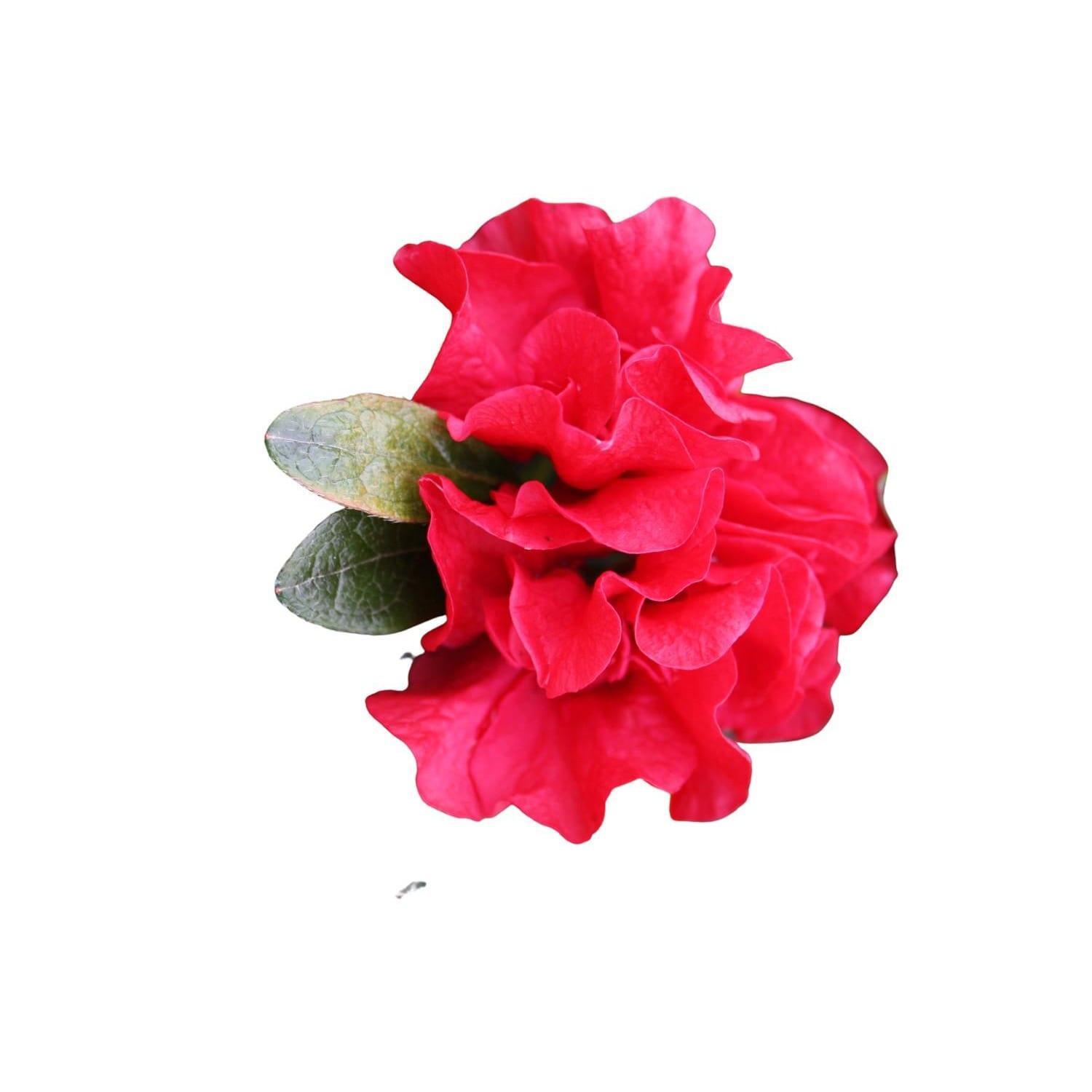 Azalea