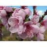 Peach Dwarf Bonanza