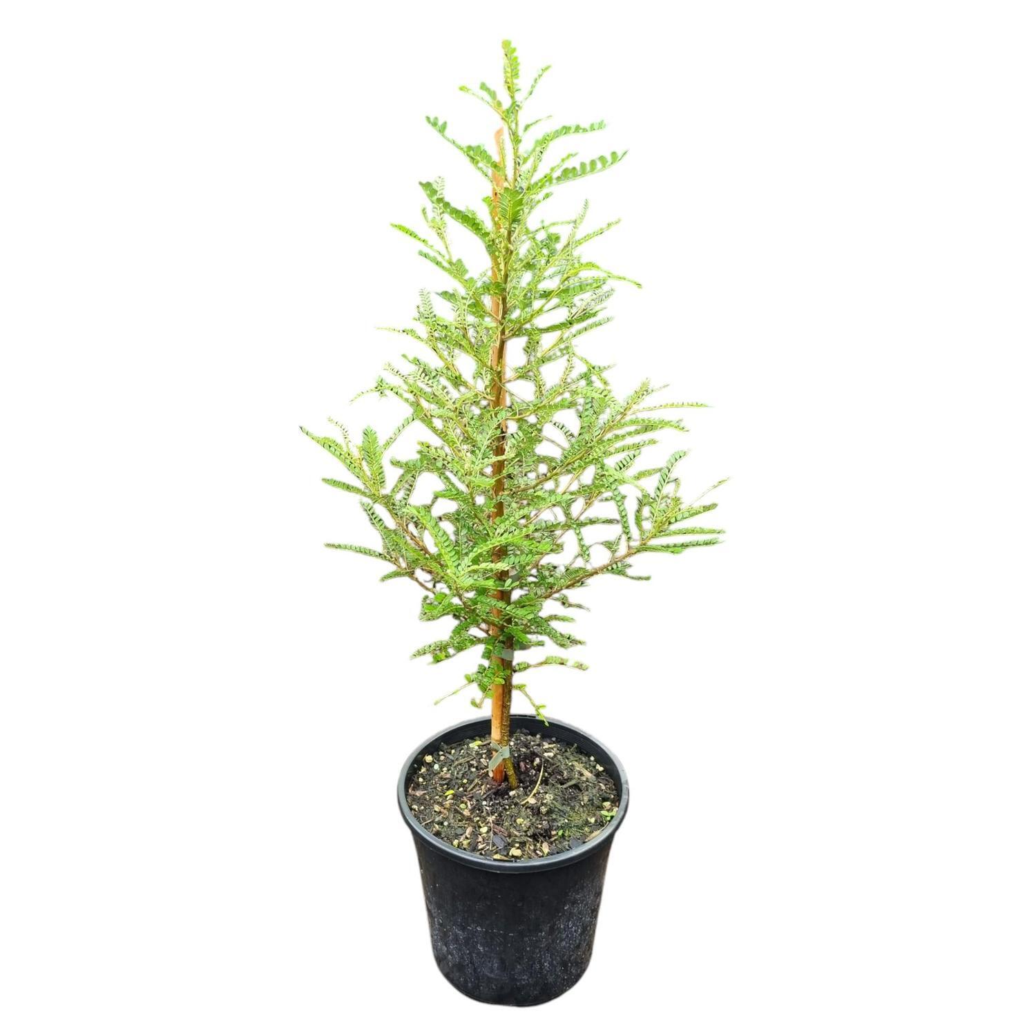Sophora Dragons Gold 'Kowahi' 4L