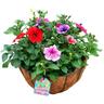 Ready to Hang Basket 30cm