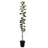 Apple Dwarf 'Monty's Surprise' 4.7 litre