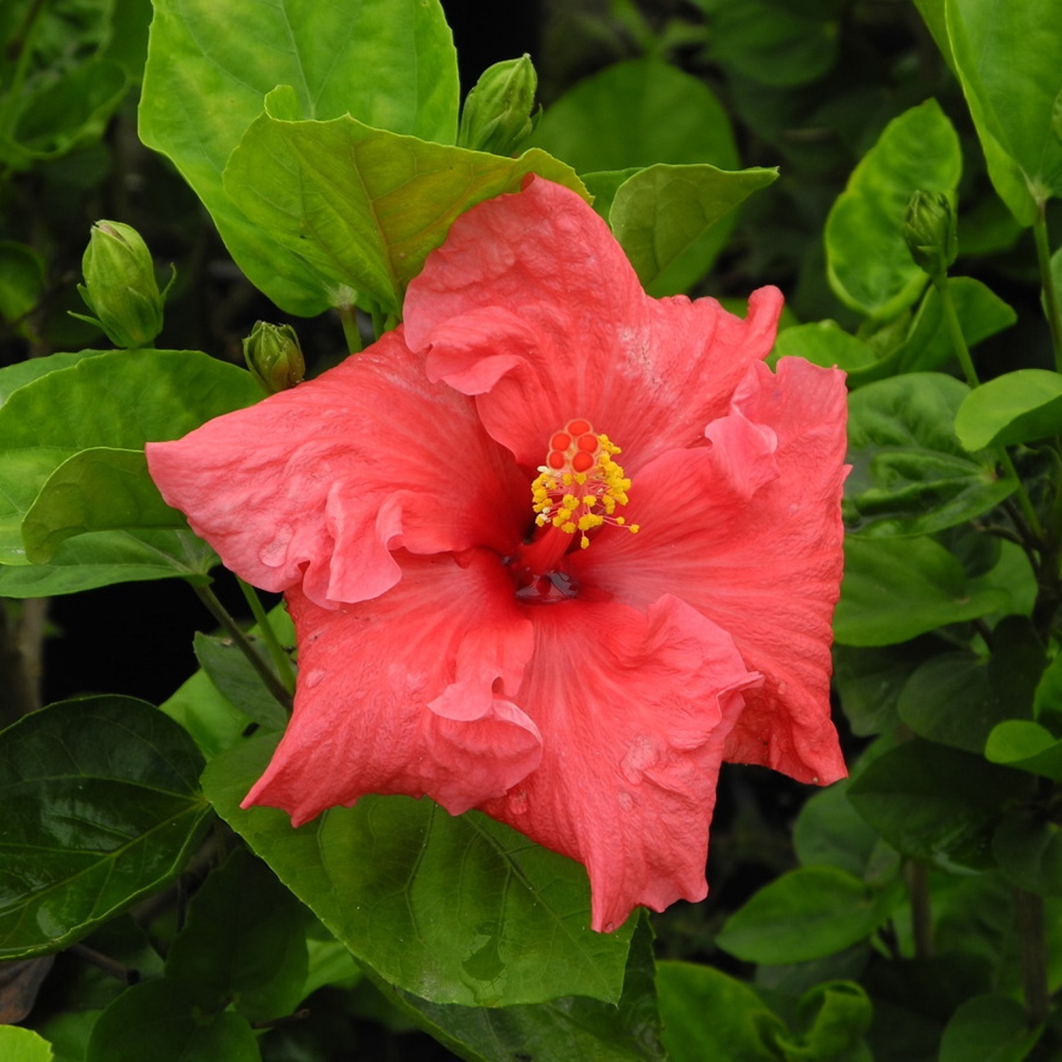 Hibiscus Ben James