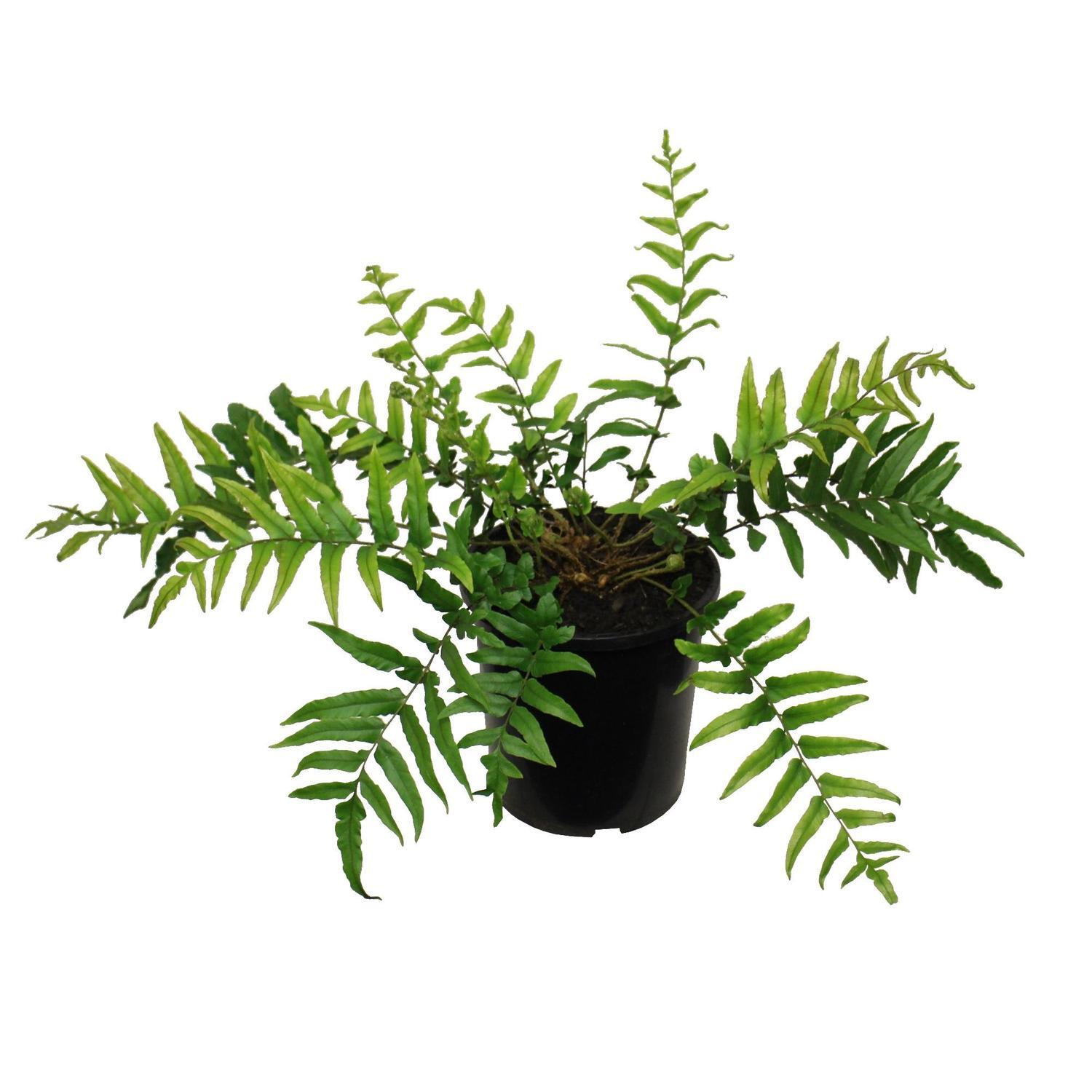 Blechnum Novae Zelandiae