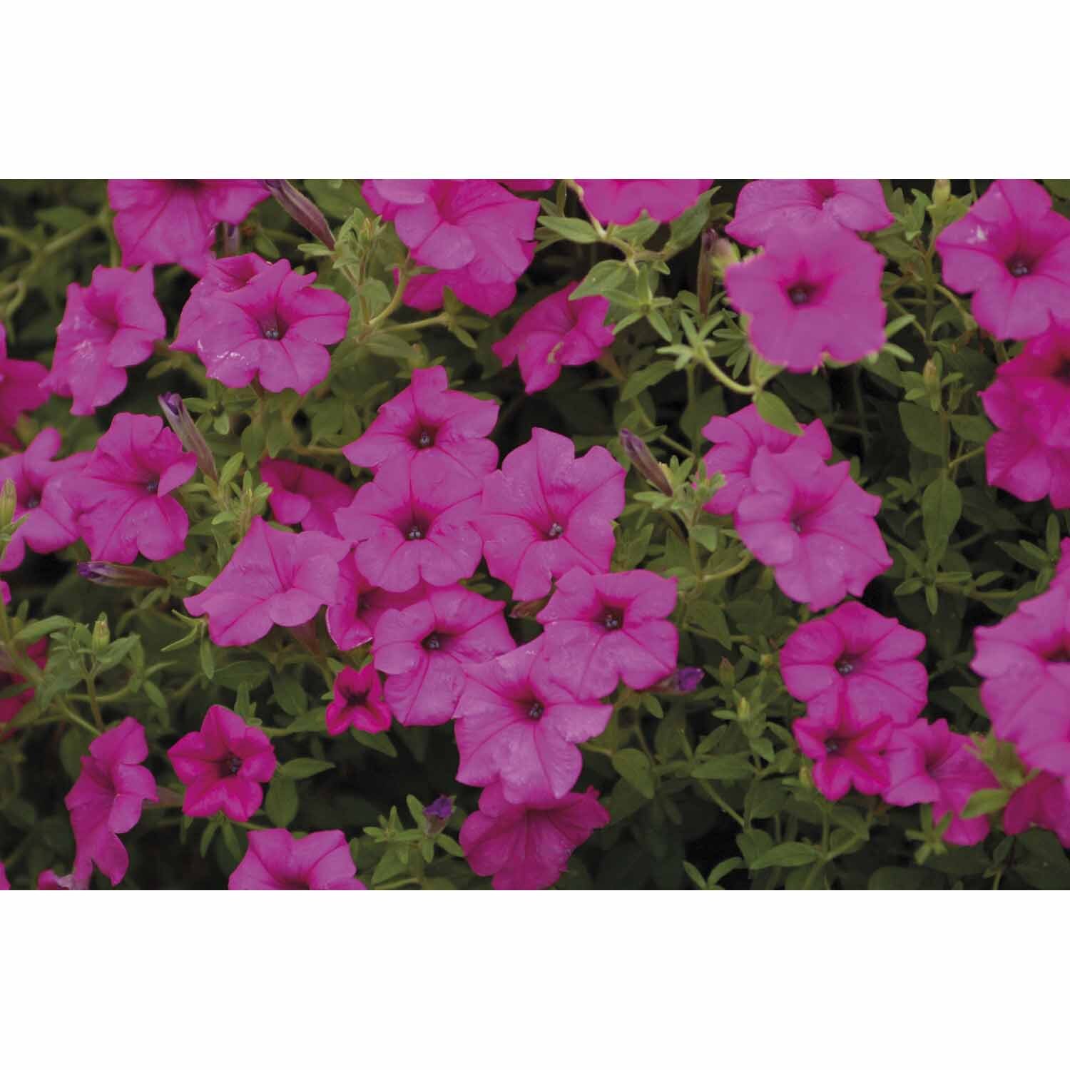 Colourwave Petunia Sumo Pink
