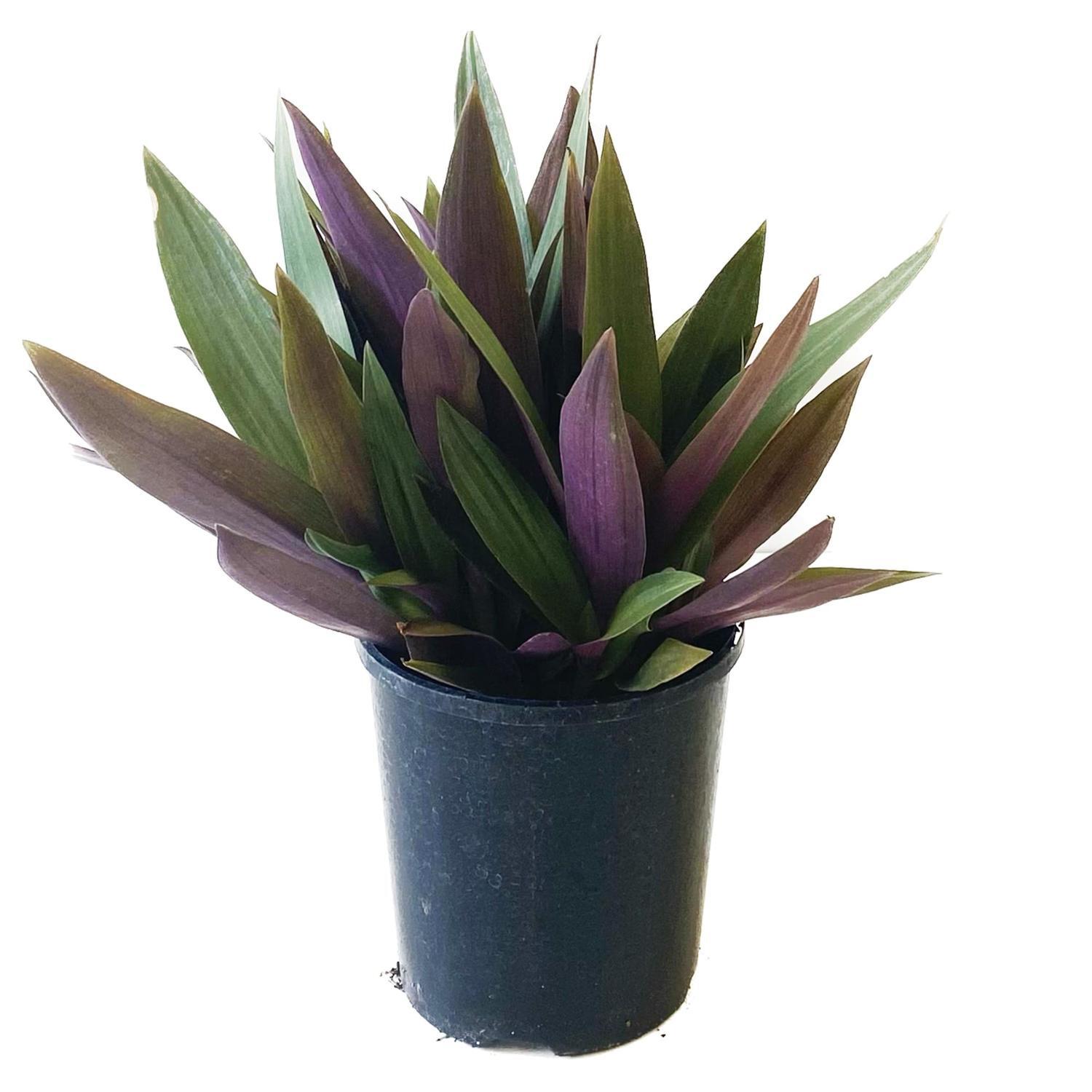 Rhoeo  12cm