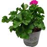 Pelargonium Big Eeze