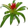 Bromeliad in Ceramic Pot