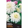 Dahlia Pompom 'Petras Wedding'