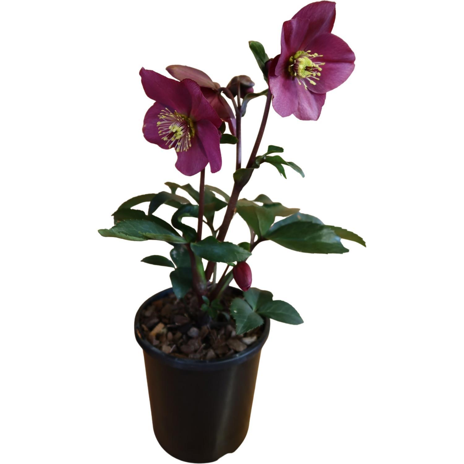 Helleborus Ice N Roses® Early Red 2.4L
