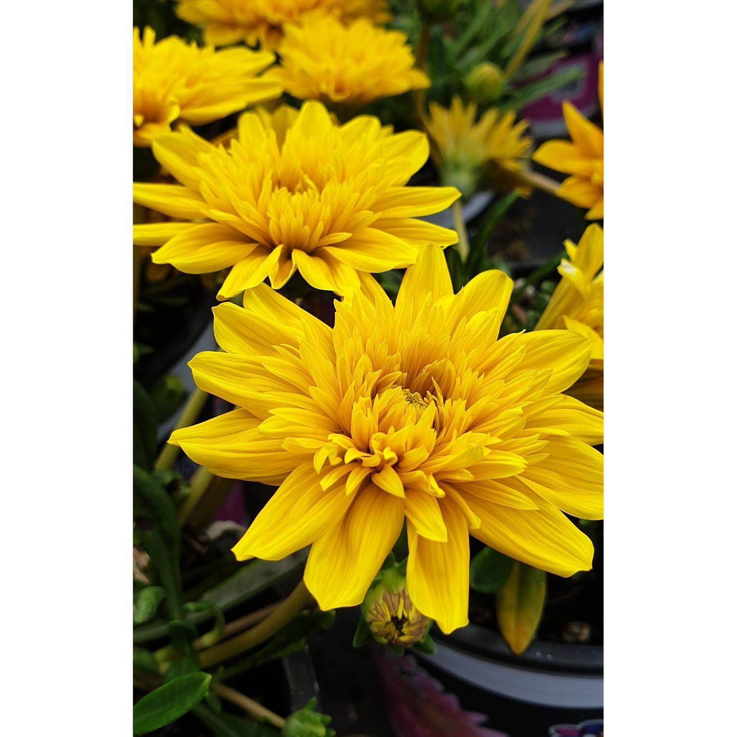 Gazania Sunglow