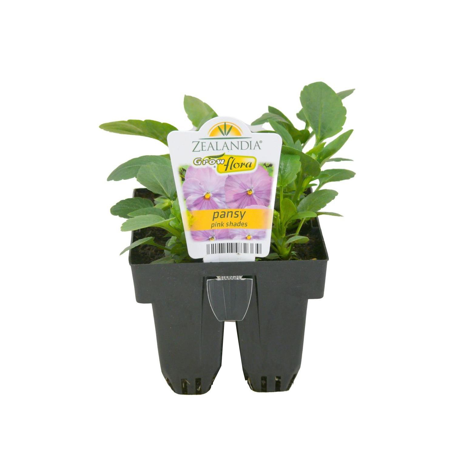 Pansy Delta