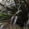 Phormium Black Rage