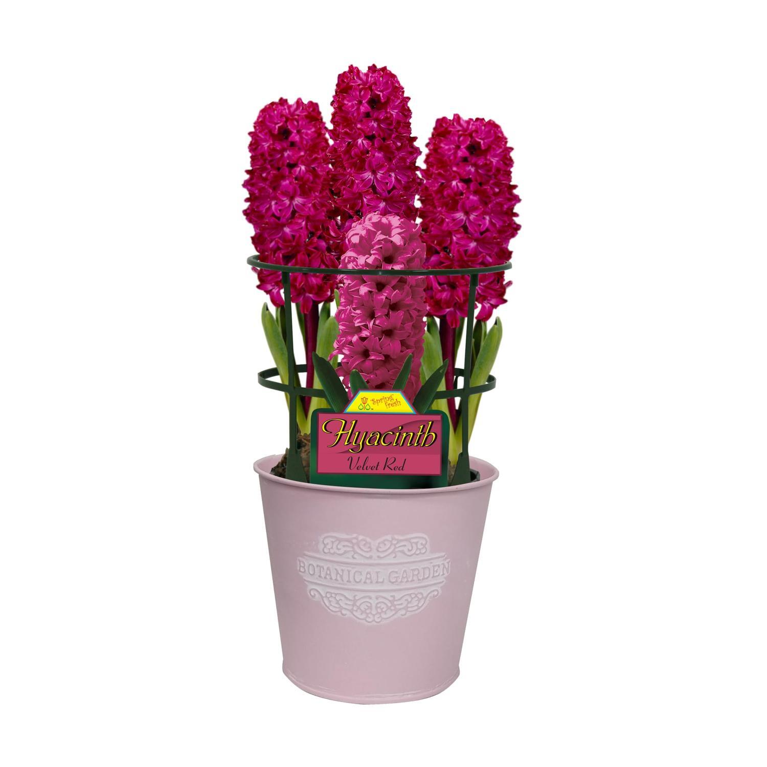 Gift Wrapped Hyacinth