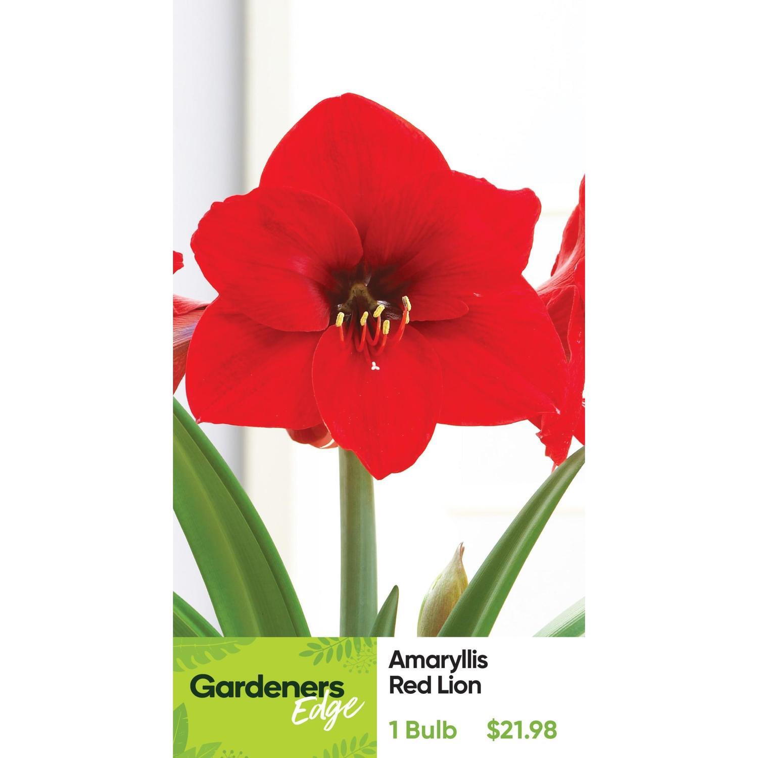 Amaryllis Hippeastrum Single 'Red Lion'