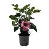 Flowering Hibiscus