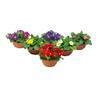 Flowering Primrose Bowls 21cm