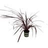 Cordyline Red Fountain