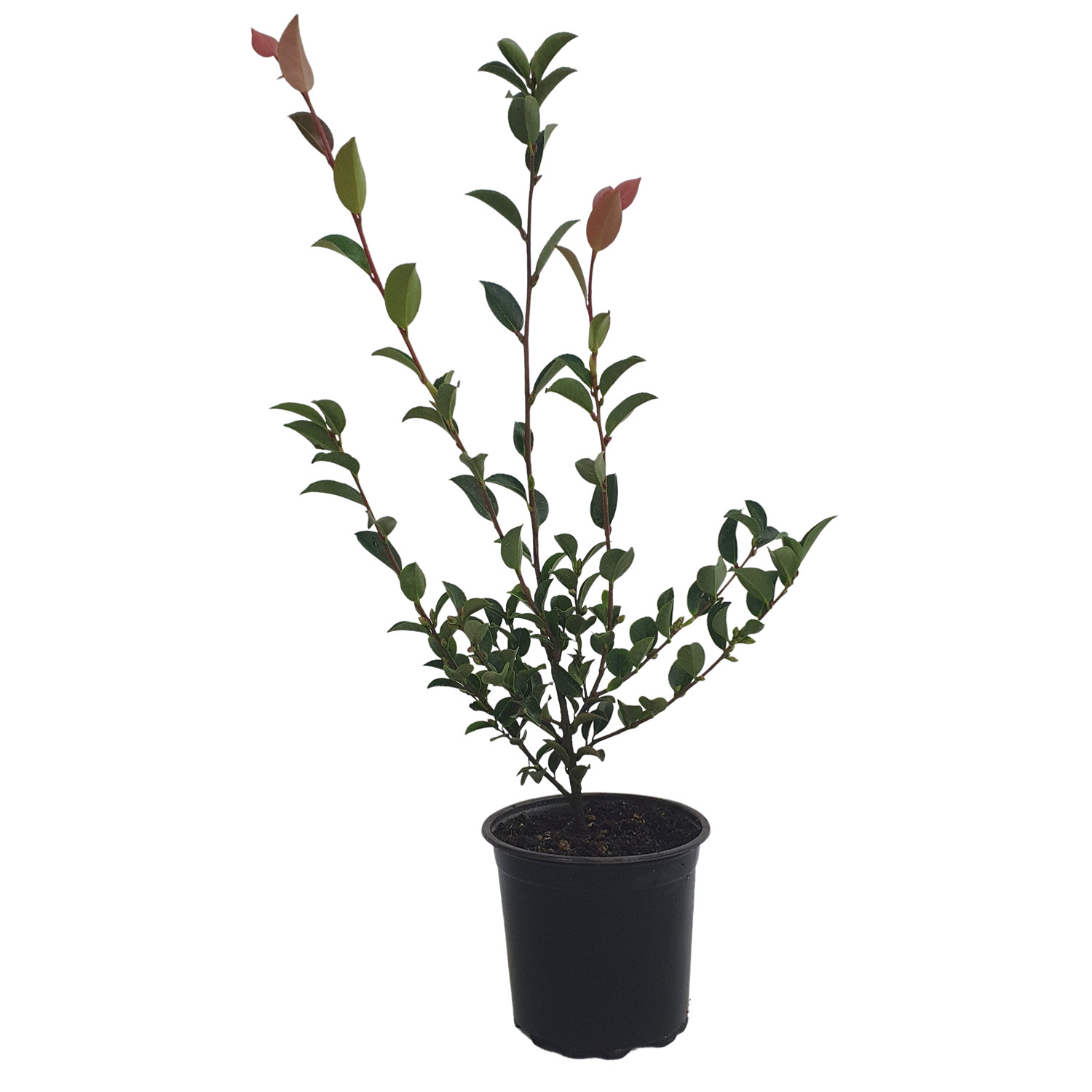 Camellia Fairy Blush