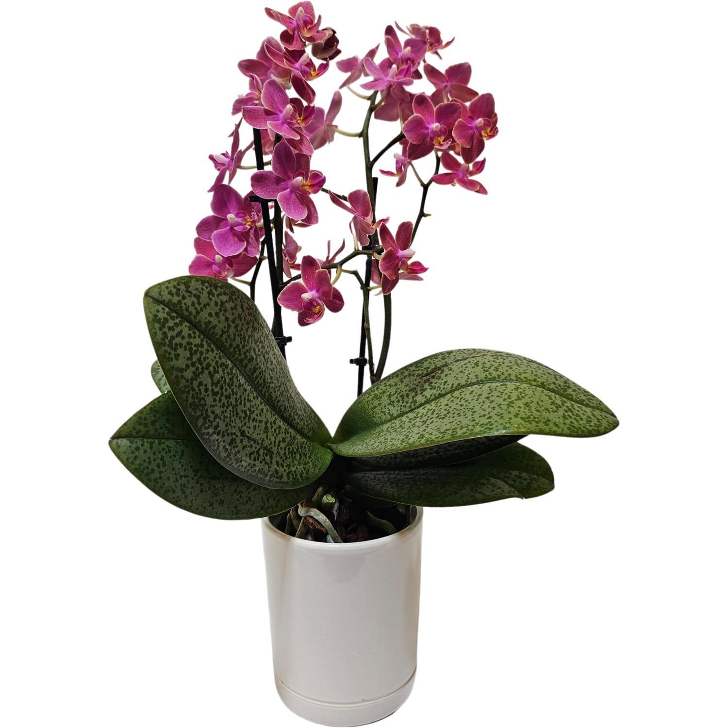 Orchid Phalaenopsis 9cm