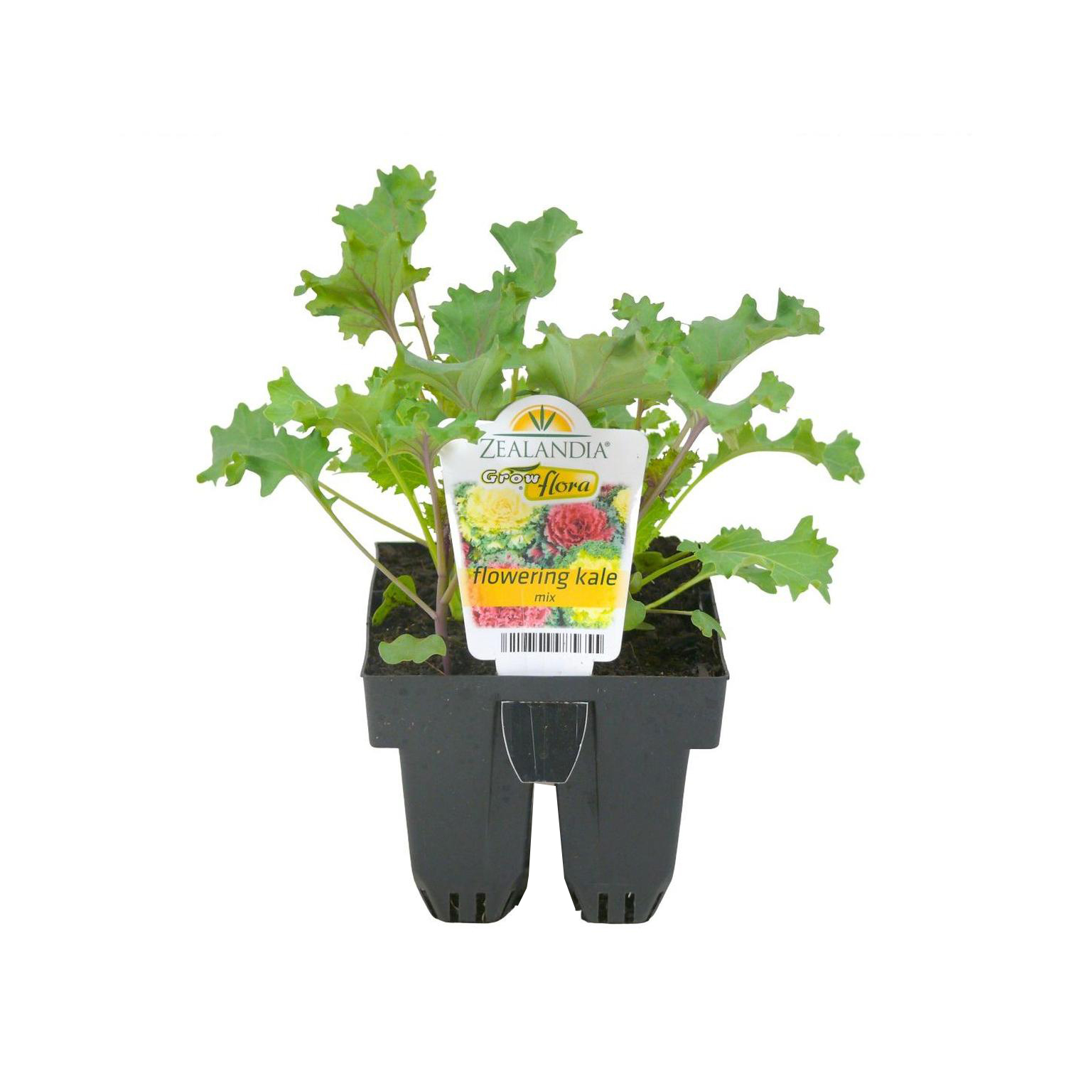 Flowering Kale