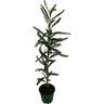 Sophora Macrocarpa Sun King