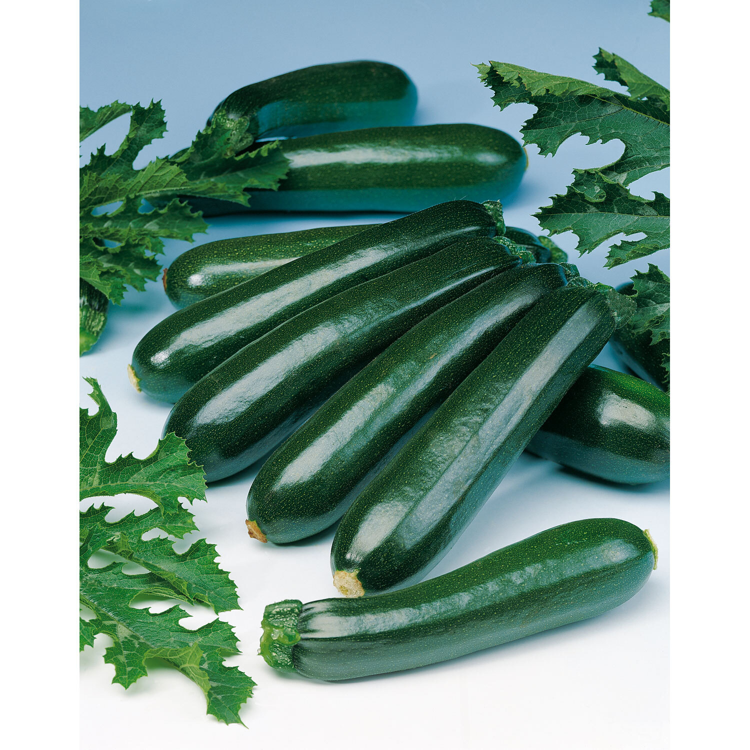 Zucchini Salvador