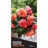 Begonia Fragrant 'Sweet Pink'