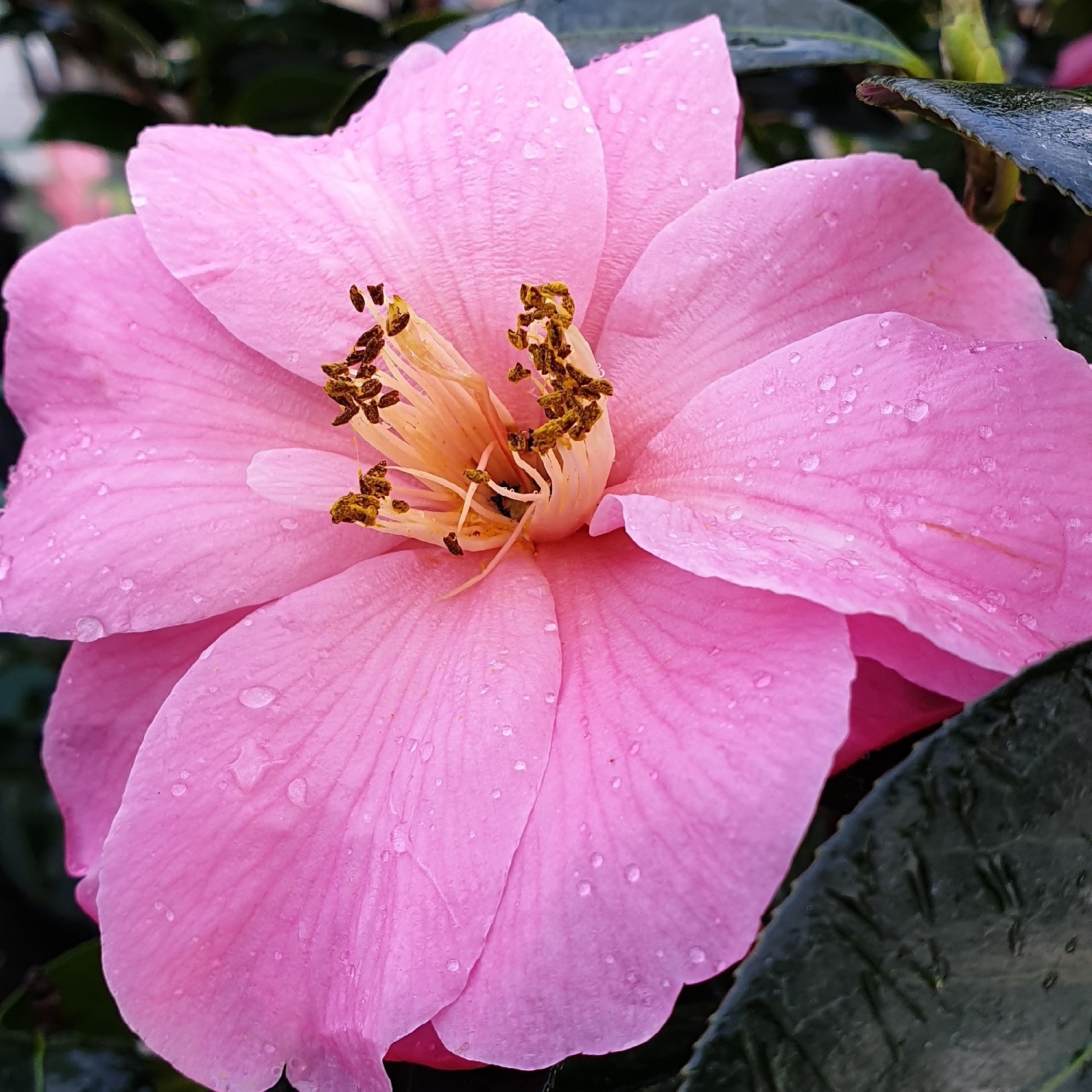 Camellia Donation