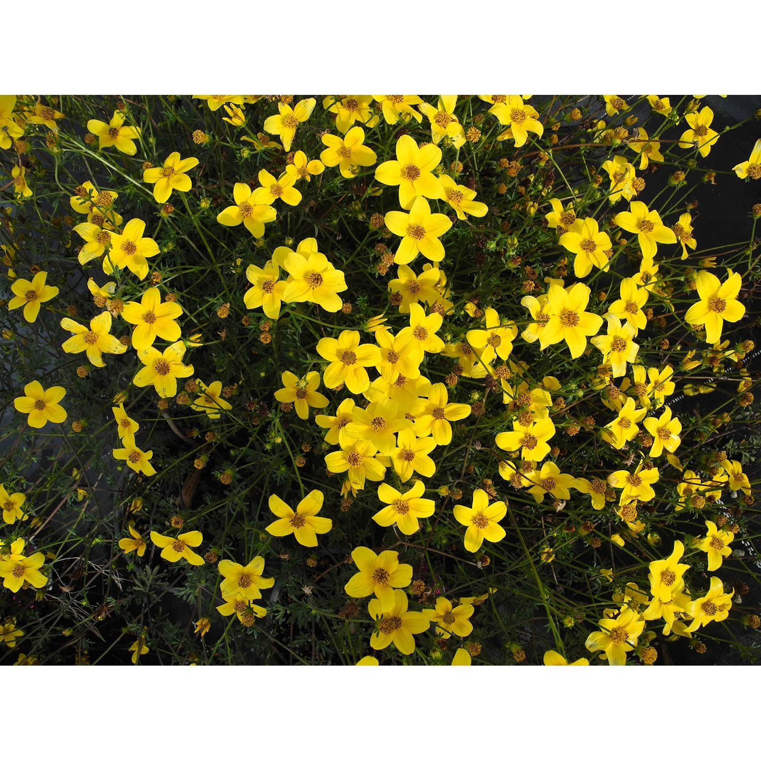 Bidens Goldmound