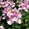 Nemesia Lilac Queen