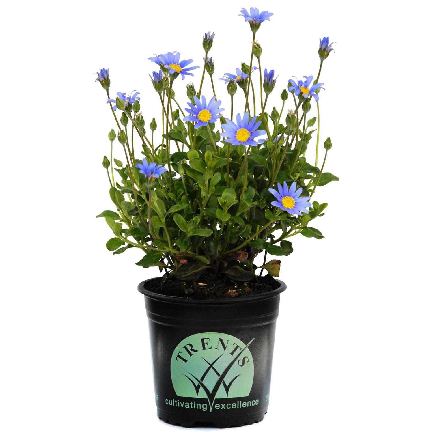 Felicia Amelloides