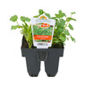 Coriander
