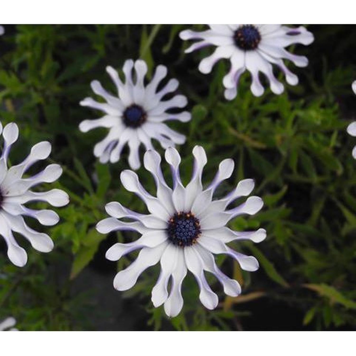 Osteospermum Starry Eyes