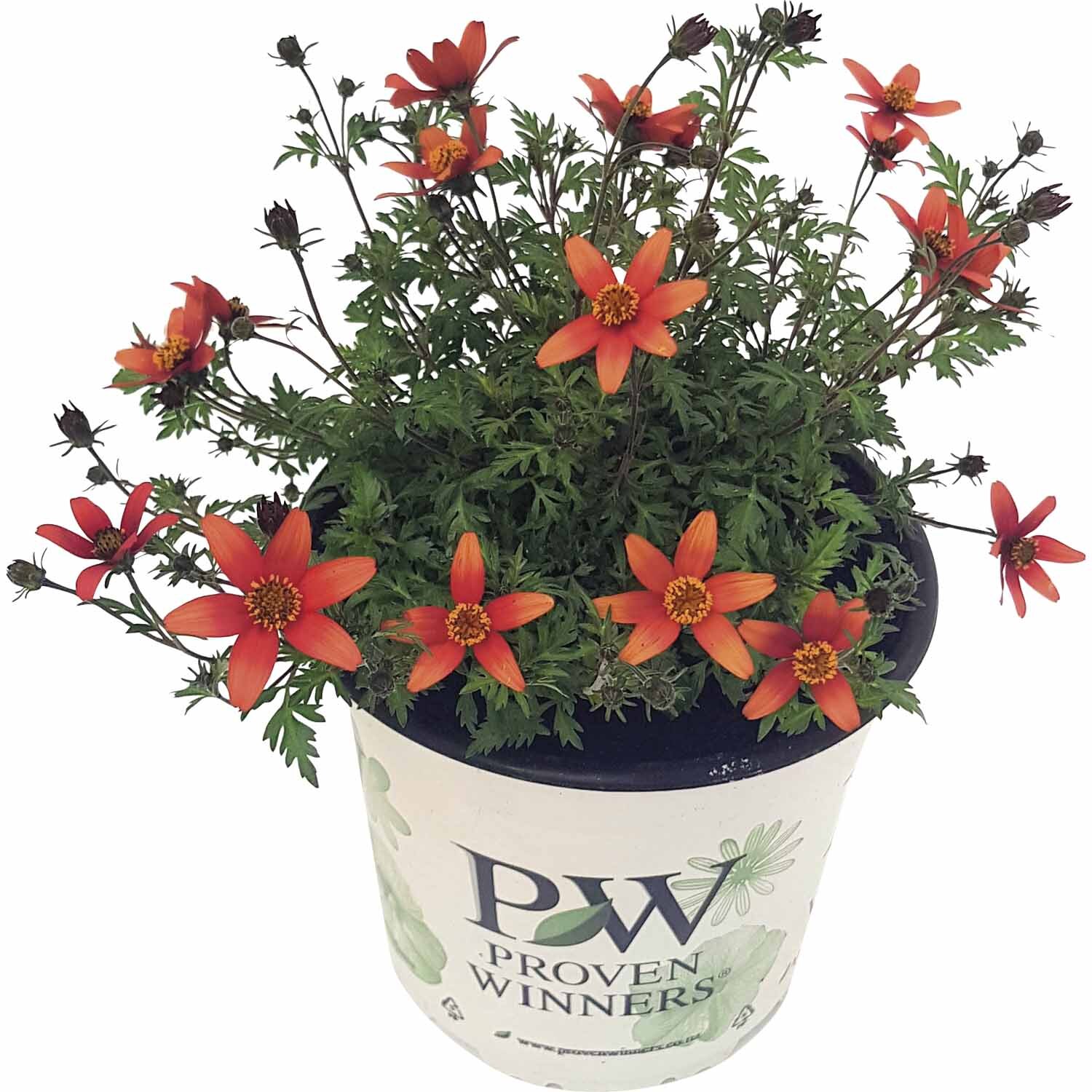 Bidens Campfire