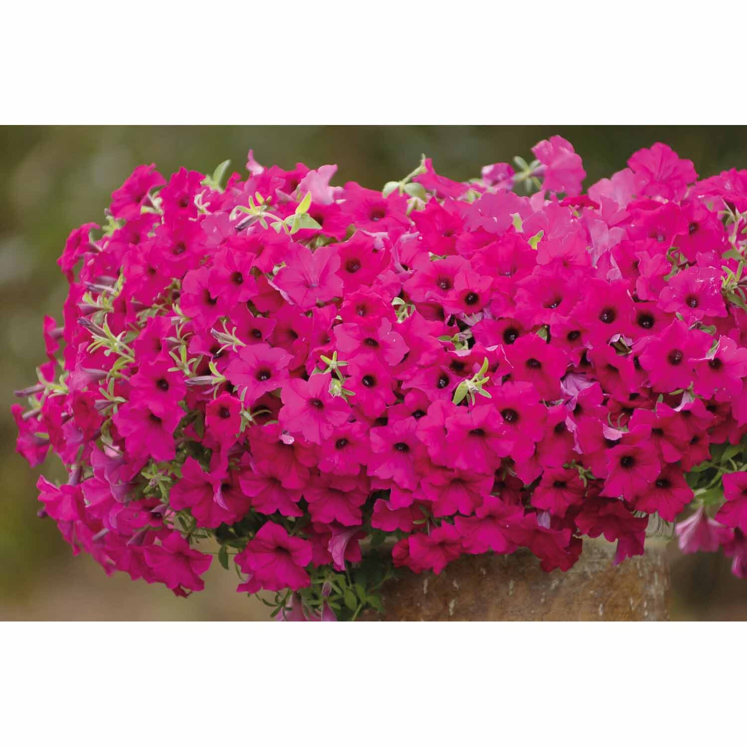 Colourwave Petunia Sumo Plum