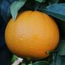Orange Navelina, Dwarf