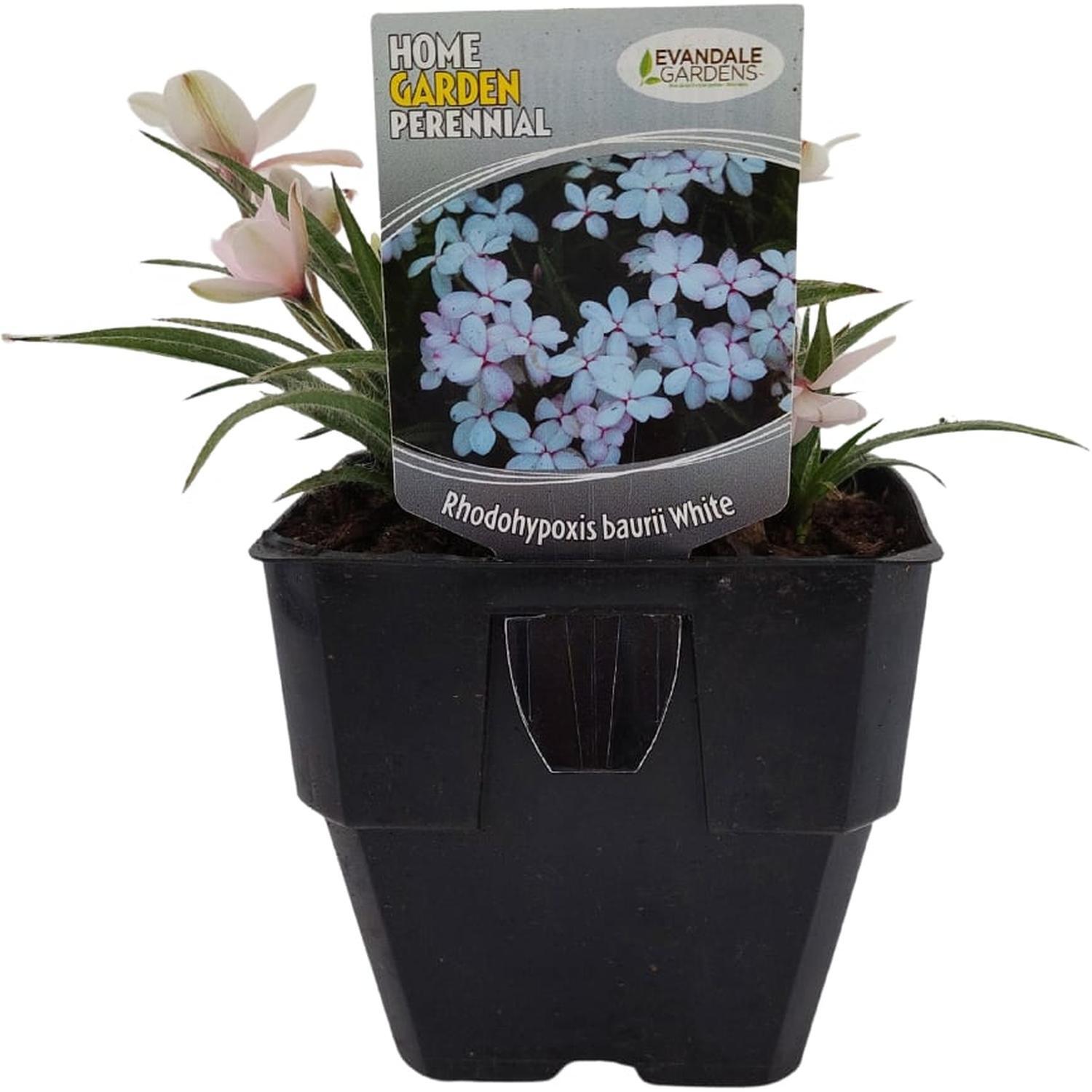 Rhodohypoxis baurii White