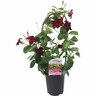Mandevilla 'Burgundy'
