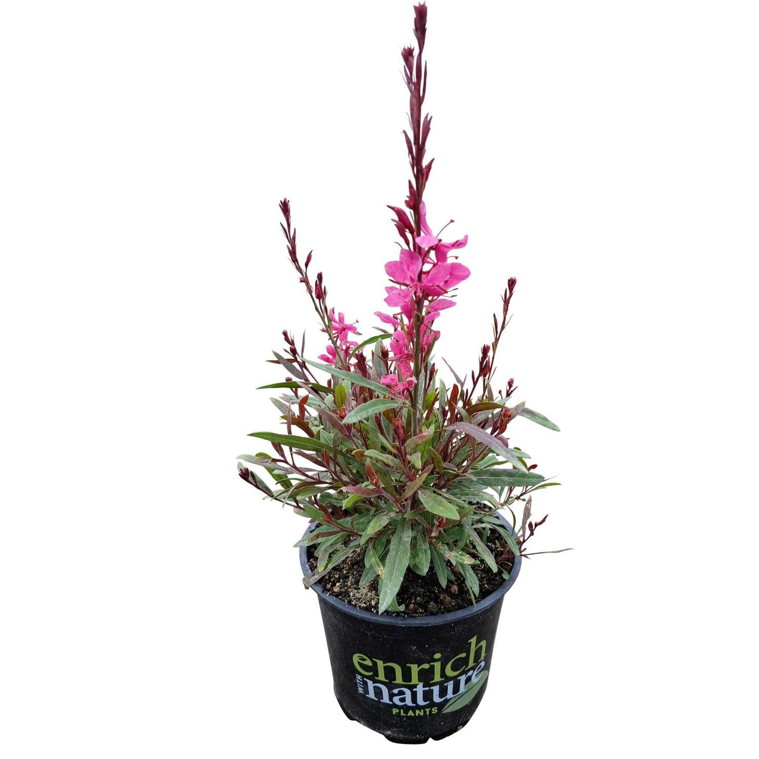 Gaura Steffi Dark Rose