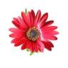 Arctotis Red Jewel