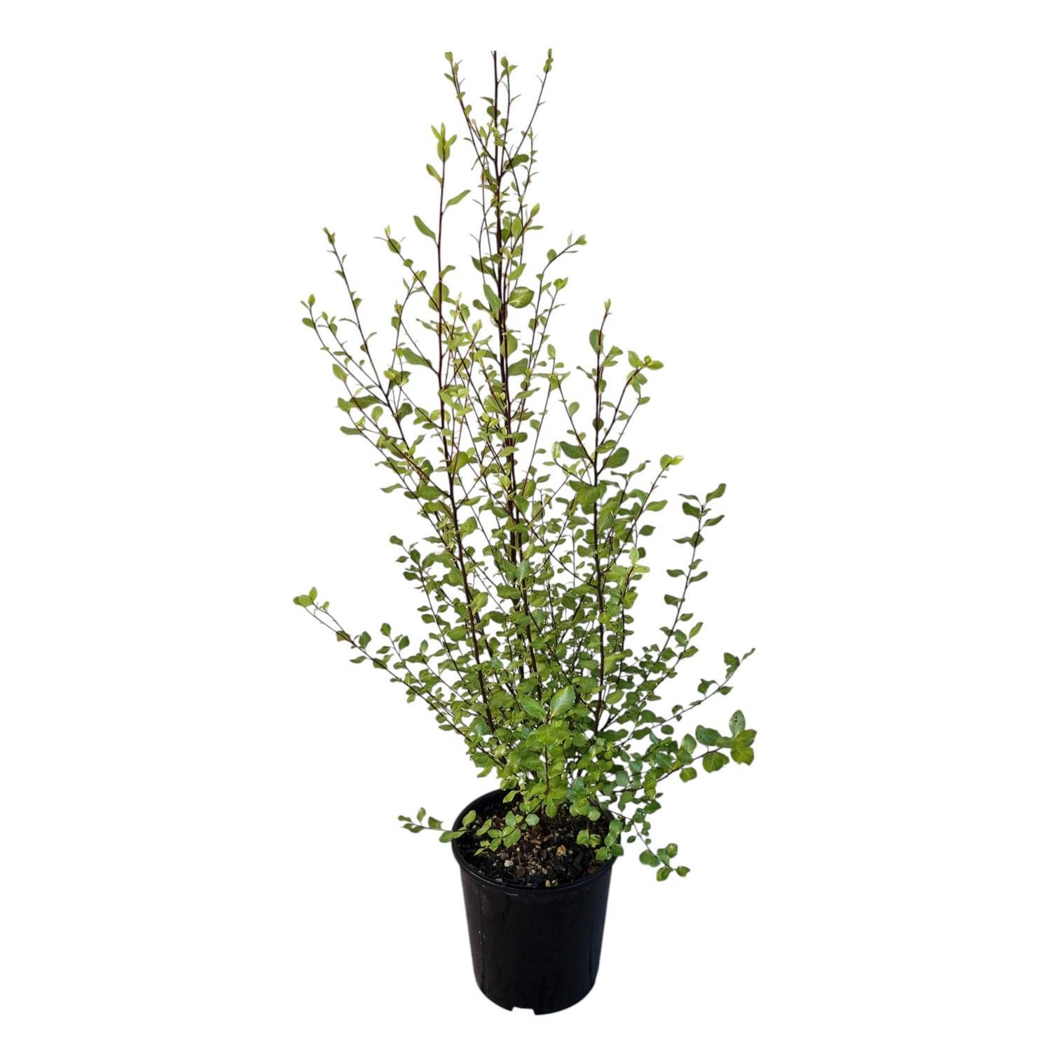 Pittosporum Silver Sheen 2L
