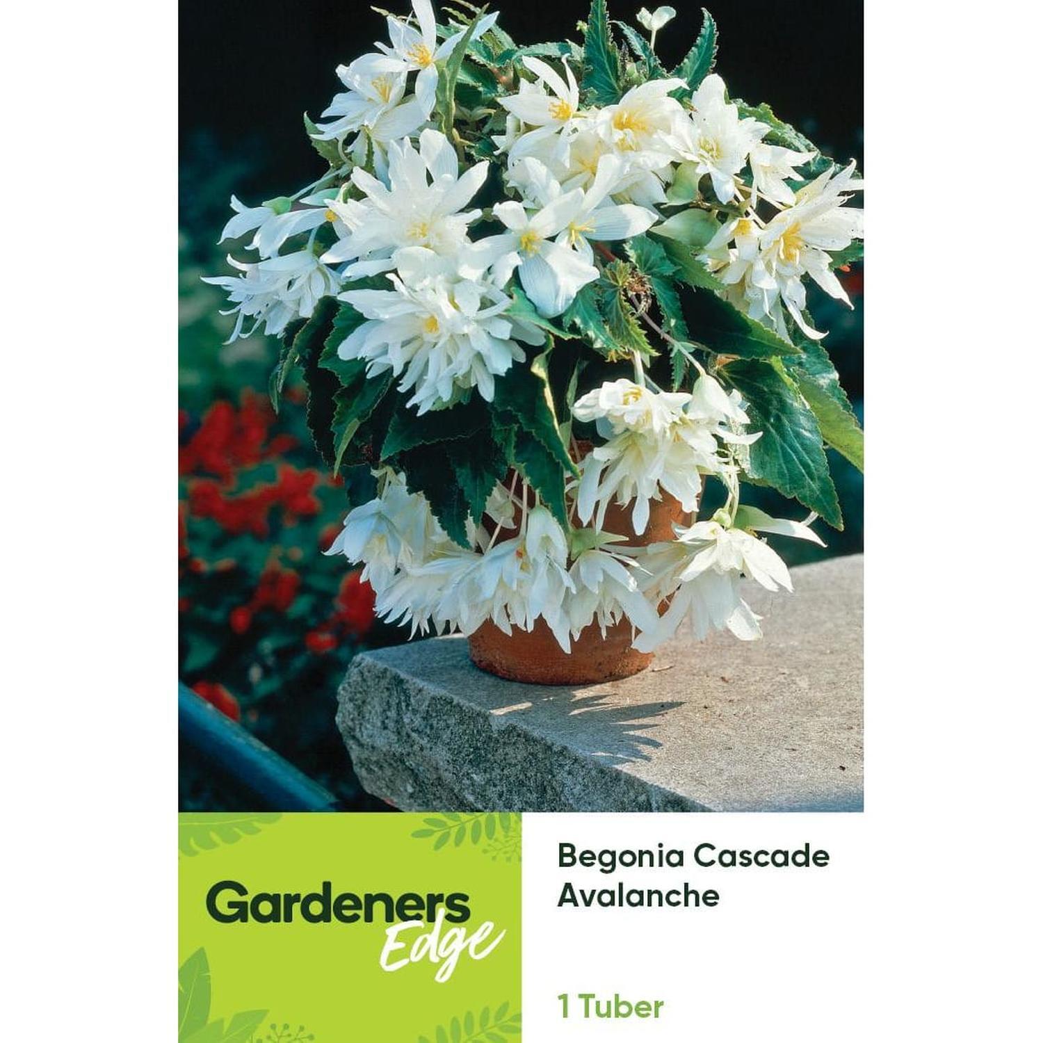 Begonia Cascade Avalanche Pack of 1