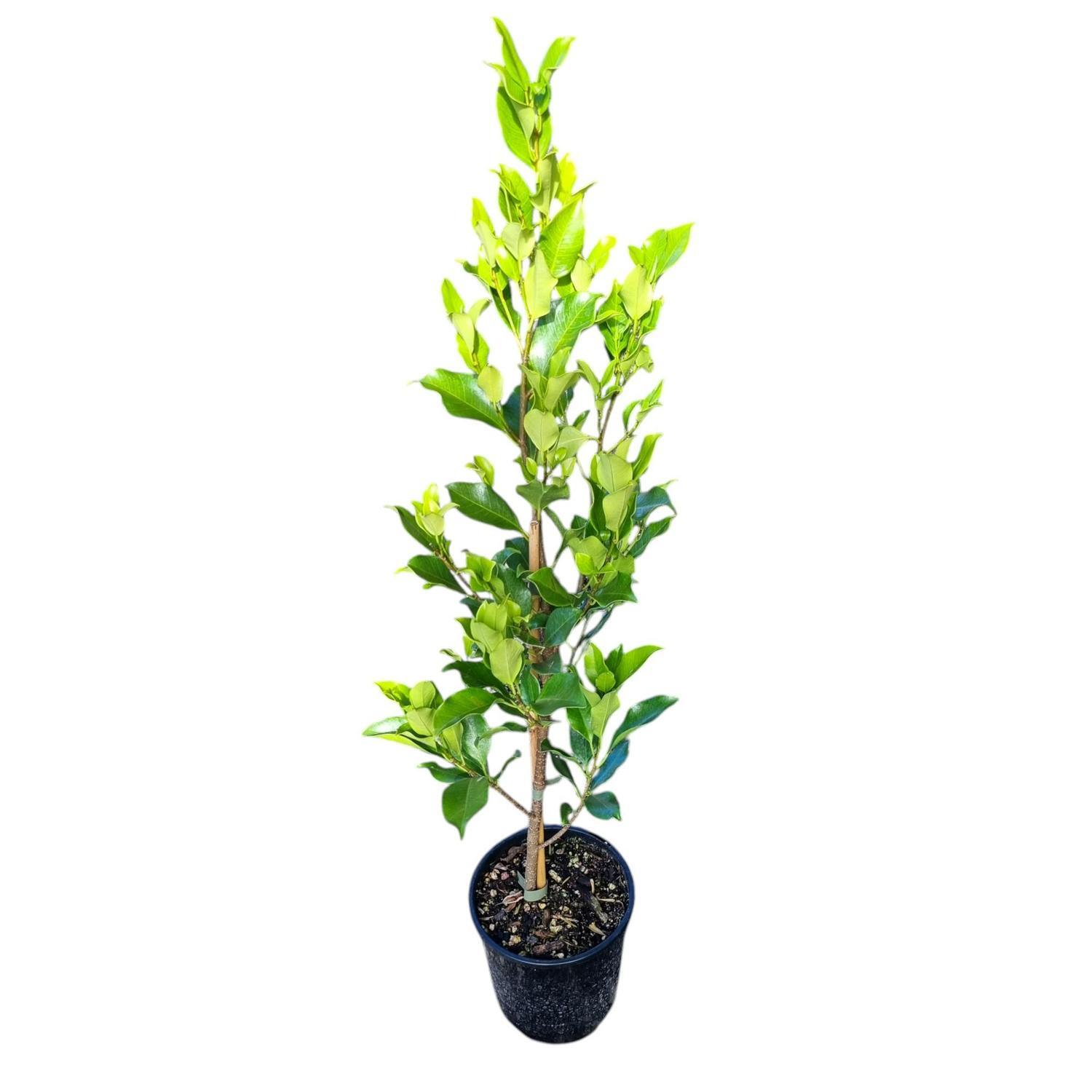 Ficus Tuffi 2L