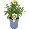 Zinnia 14cm