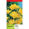 Freesia Single 'Yvonne'
