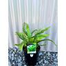 Asplenium Antiquum