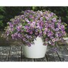 Calibrachoa Chameleon