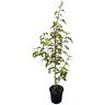 Hoheria Populnea Variegata 4L